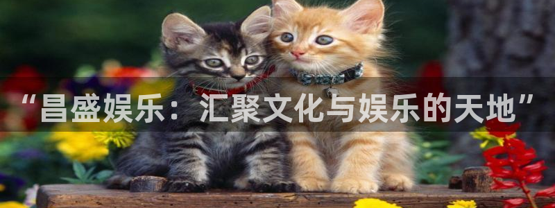 星辉平台账号注册